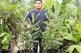 KAHILI GINGER HEDYCHIUM GARDNERIANUM