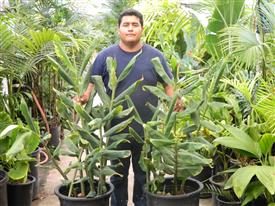 KAHILI GINGER HEDYCHIUM GARDNERIANUM