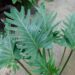 PHILODENDRON XANADU EXOTIC COMPANION PLANT