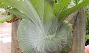 THE MOOSEHORN FERN PLATYCERIUM SUPERBUM