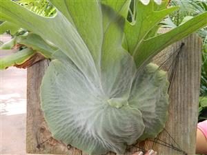 THE MOOSEHORN FERN PLATYCERIUM SUPERBUM