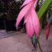 BILBERGIA CLUSTERS WITH CASCADING PINK BLOSSOMS IN BLOSSOM IN THE SUMMER