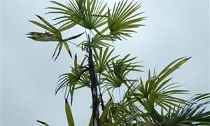 RHAPIS HUMILIS RARE TYPE OF LADY PALM FOUR LARGE SPECIMEN PLANTS AVAILABLE