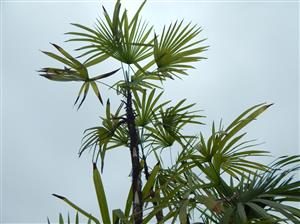 RHAPIS HUMILIS RARE TYPE OF LADY PALM FOUR LARGE SPECIMEN PLANTS AVAILABLE