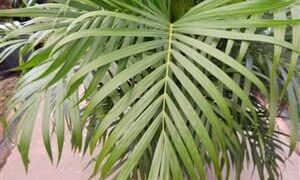 DYPSIS LUTESCENS THE ARECA PALM