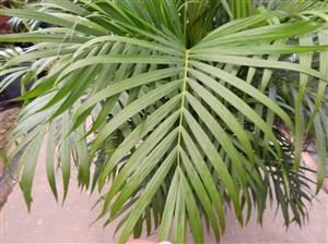 DYPSIS LUTESCENS THE ARECA PALM