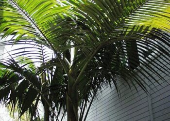 ARCHONTOPHOENIX TUCKERI RARE AUSTRALIAN TYPE OF KING PALM