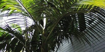 ARCHONTOPHOENIX TUCKERI RARE AUSTRALIAN TYPE OF KING PALM