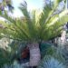 ENCEPHALARTOS ALTENSTEINII LARGER GREEN CYCAD FROM SO AFRICA