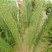 CYCAS TAITUNGENSIS THE EMPEROR CYCAD