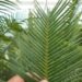 DIOON ANGUSTIFOLIUM THIN LEAFLET GREENT TO BLUE-GREEN CYCAD LIKE SUN AND HEAT
