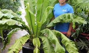 BIRDSNEST FERN – ASPLENIUM NIDUS EXOTIC UNDERSTORY FERN