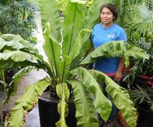 BIRDSNEST FERN – ASPLENIUM NIDUS EXOTIC UNDERSTORY FERN