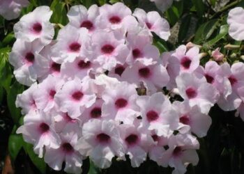 PANDOREA JASMINOIDES “ROSEA”CLIMBING VINE, COLD HARDY, EVER GREEN, LARGE FLOWERS