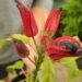 PAVONIA MULTIFLORA BRAZILIAN CANDLES RED BLOSSOMS IN SHADE!