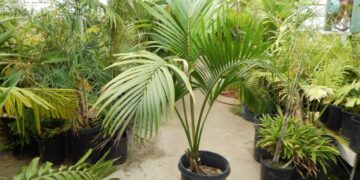 HOWEA BELMOREANA THE SENTRY OR UMBRELLA PALM