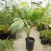 HOWEA BELMOREANA THE SENTRY OR UMBRELLA PALM