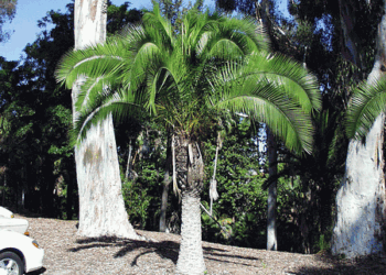 PHOENIX RUPICOLA THE CLIFF DATE PALM