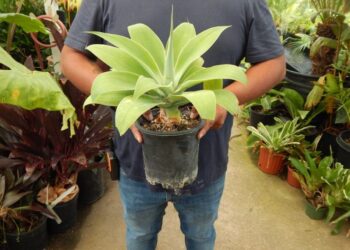 AGAVE ATTENUATA A “DOCTOR SEUSS” PLANT
