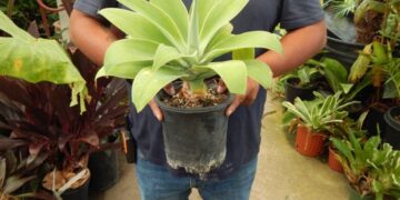 AGAVE ATTENUATA A “DOCTOR SEUSS” PLANT