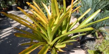 AECHMEA BLANCHETIANA