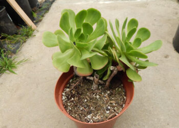 AEONIUM ARBOREUM BLACK ROSE SUCCULENT