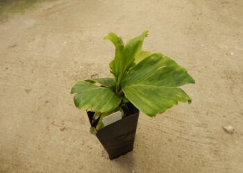 PALM SEEDLINGS – ASSORTED