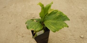 PALM SEEDLINGS – ASSORTED