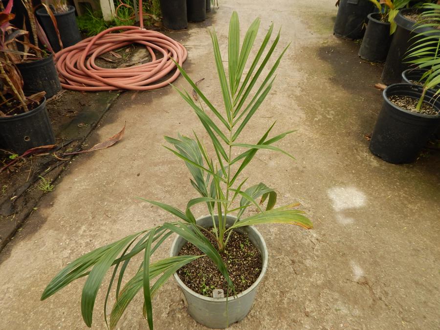 ALLAGOPTERA ARENARIA THE SEASHORE OR BEACH PALM