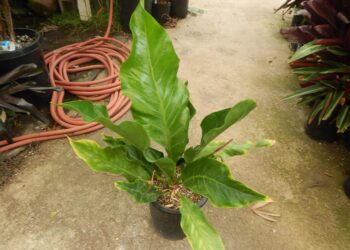 ANTHURIUM HOOKERI THE BIRDS NESTANTHURIUM