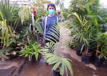 ARENGA ENGLERI THE DWARF SUGAR PALM