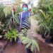 ARENGA ENGLERI THE DWARF SUGAR PALM