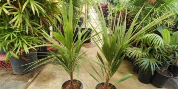 BECCARIOPHOENIX ALFREDII