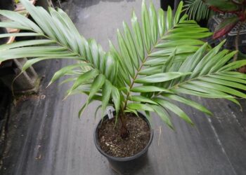 BURRETIKENTIA HAPALA
