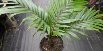 BURRETIKENTIA HAPALA