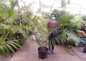 CERATOZAMIA ROBUST AMEXICAN AND CENTRAL AMERICAN CYCAD WITH LONG UPRIGHT LEAVES
