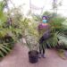 CERATOZAMIA ROBUST AMEXICAN AND CENTRAL AMERICAN CYCAD WITH LONG UPRIGHT LEAVES