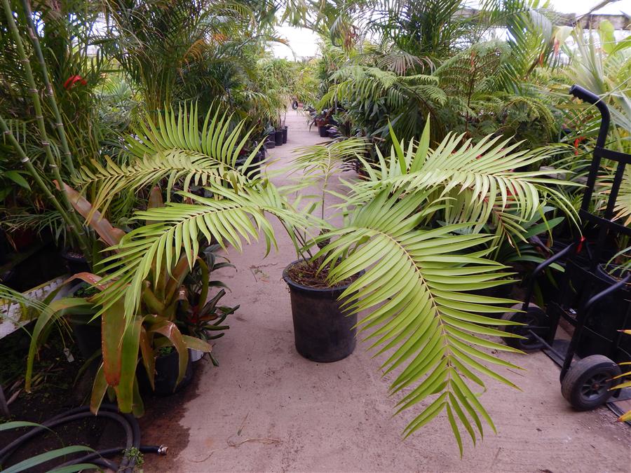 CERATOZAMIA MEXICANA