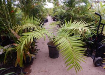 CERATOZAMIA MEXICANA