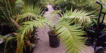 CERATOZAMIA MEXICANA