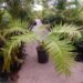 CERATOZAMIA MEXICANA