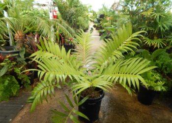 CERATOZAMAIA PALM SOL