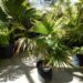 COCCOTHRINAX BARBADENSIS