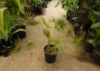 COCCOTHRINAX BARBADENSIS