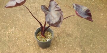 COLOCASIA ESCULENTE BLACK GOBLET