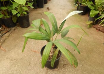 CRYOSOPHILA STAURACANTHA THE STAR PALM, ROOT SPINE PALM