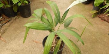 CRYOSOPHILA STAURACANTHA