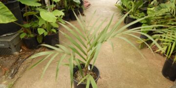 CYPHOPHOENIX ELEGANS