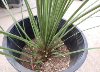 MEXICAN GRASS PLANT