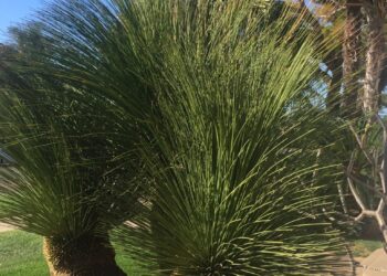 MEXICAN GRASS PLANTDASYLIRION LONGISSIMUM